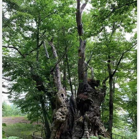 Da Giovanna Bed & Breakfast Santa Maria Del Cedro