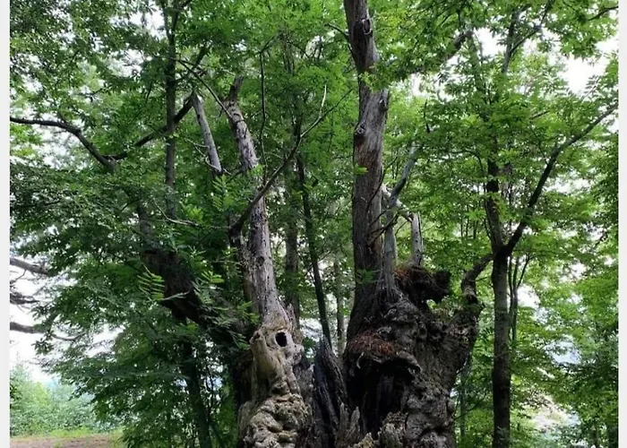 Da Giovanna Couette-café Santa Maria Del Cedro
